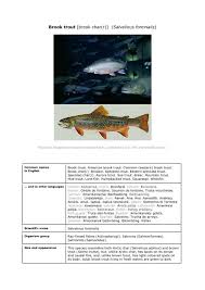Image result for Salvelinus fontinalis