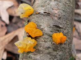 Attēlu rezultāti vaicājumam “Tremella mesenterica”