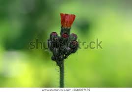 Attēlu rezultāti vaicājumam “Pilosella aurantiaca flower”