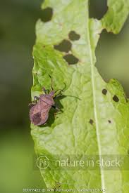 Attēlu rezultāti vaicājumam “Coreus marginatus imago”