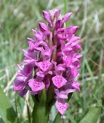 Attēlu rezultāti vaicājumam “Dactylorhiza incarnata flower”