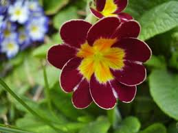 Image result for Primula elatior
