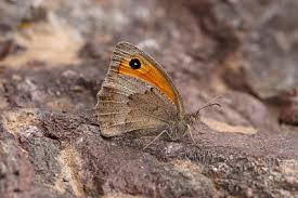 Attēlu rezultāti vaicājumam “Hyponephele lycaon”