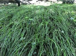 Attēlu rezultāti vaicājumam “Isoetes lacustris”