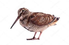 Attēlu rezultāti vaicājumam “Scolopax rusticola”