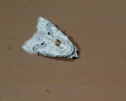 Attēlu rezultāti vaicājumam “Nola sp.”