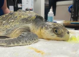 Image result for Lepidochelys kempii