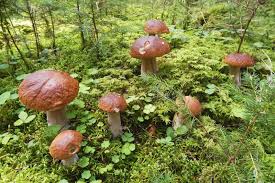 Attēlu rezultāti vaicājumam “Leccinum vulpinum”