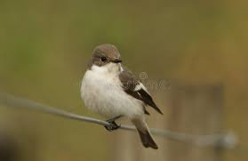 Attēlu rezultāti vaicājumam “Ficedula hypoleuca female”