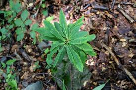 Attēlu rezultāti vaicājumam “Daphne mezereum leaf”