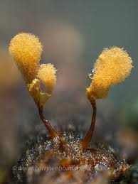 Attēlu rezultāti vaicājumam “Hemitrichia chrysospora sessile”