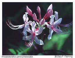 Attēlu rezultāti vaicājumam “Rhododendron periclymenoides flower”