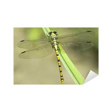 Attēlu rezultāti vaicājumam “Ophiogomphus cecilia”