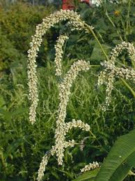 Attēlu rezultāti vaicājumam “Persicaria lapathifolia flower”
