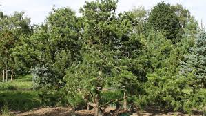 Attēlu rezultāti vaicājumam “Pinus banksiana”