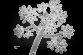 Attēlu rezultāti vaicājumam “Trichia botrytis var. cerifera spores”