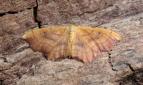 Attēlu rezultāti vaicājumam “Idaea emarginata”