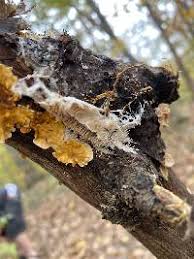 Attēlu rezultāti vaicājumam “Hydnocristella himantia”