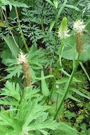 Attēlu rezultāti vaicājumam “Phyteuma spicatum leaf”