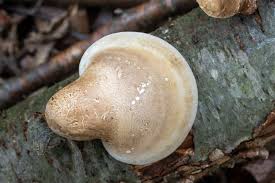 Attēlu rezultāti vaicājumam “Piptoporus betulinus”