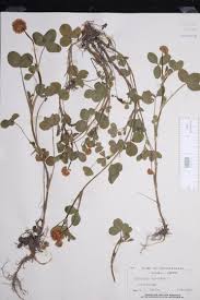 Attēlu rezultāti vaicājumam “Trifolium hybridum”