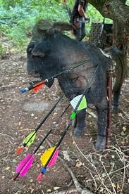 Image result for Long Eaton Field Archery Club