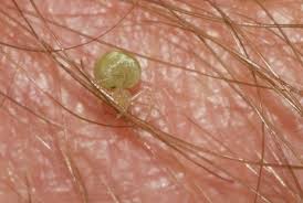 Attēlu rezultāti vaicājumam “Paidiscura pallens”