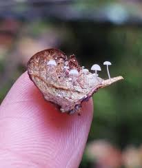 Attēlu rezultāti vaicājumam “Trichia varia macro”