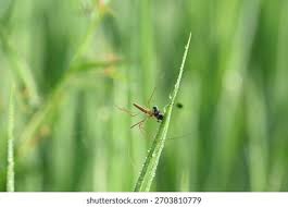 Attēlu rezultāti vaicājumam “Tibellus oblongus”