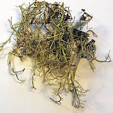 Attēlu rezultāti vaicājumam “Evernia divaricata”