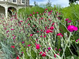Image result for Lychnis coronaria