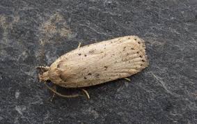 Attēlu rezultāti vaicājumam “Agonopterix ciliella imago”