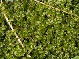 Attēlu rezultāti vaicājumam “Plagiomnium undulatum sporophyte”