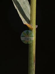 Attēlu rezultāti vaicājumam “Bromopsis inermis fruit”
