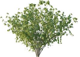 Attēlu rezultāti vaicājumam “Corylus avellana”