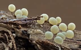 Attēlu rezultāti vaicājumam “Badhamia panicea macro”