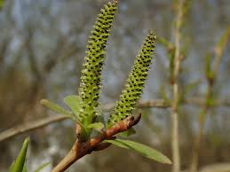 Attēlu rezultāti vaicājumam “Salix purpurea male flower”