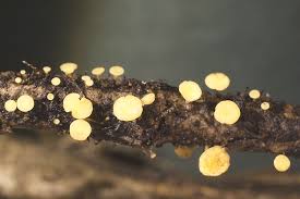 Attēlu rezultāti vaicājumam “Hymenoscyphus sp.”