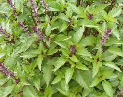 Image result for Ocimum basilicum