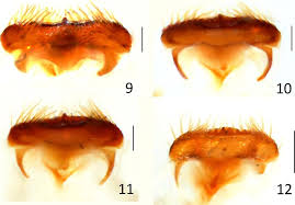 Attēlu rezultāti vaicājumam “Aegialia arenaria”