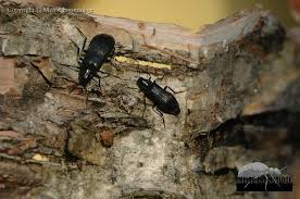 Attēlu rezultāti vaicājumam “Melandrya dubia”