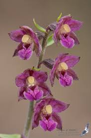 Attēlu rezultāti vaicājumam “Epipactis atrorubens flower”