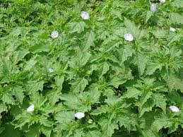 Attēlu rezultāti vaicājumam “Nicandra physalodes”