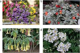 Attēlu rezultāti vaicājumam “Solanaceae”