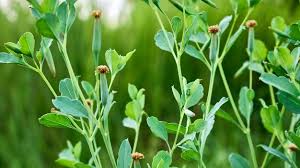 Attēlu rezultāti vaicājumam “Senecio viscosus”