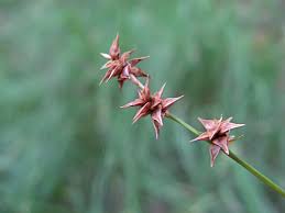 Attēlu rezultāti vaicājumam “xComagaria rosea”