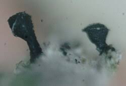 Attēlu rezultāti vaicājumam “Calicium adspersum”