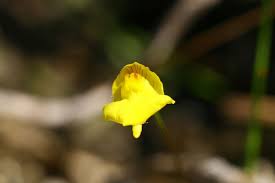 Attēlu rezultāti vaicājumam “Utricularia intermedia”