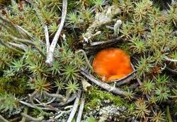 Attēlu rezultāti vaicājumam “Octospora humosa”