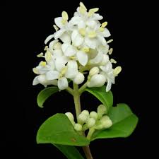 Attēlu rezultāti vaicājumam “Ligustrum vulgare”